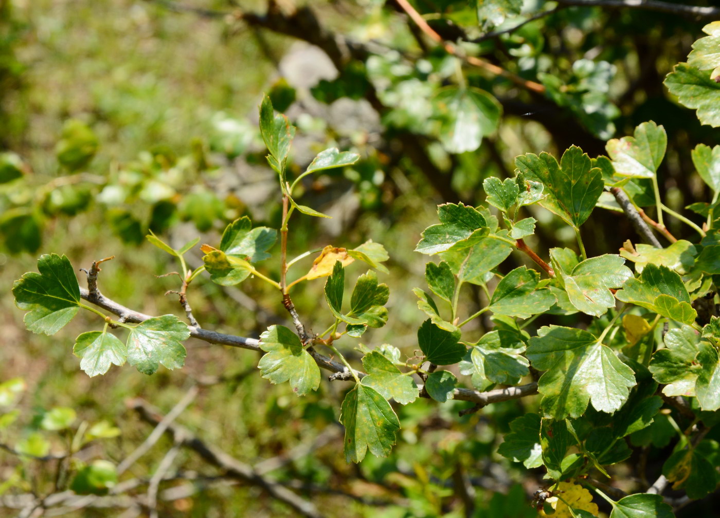 Image of genus Ribes specimen.