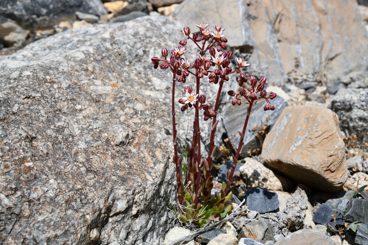 Изображение особи Rosularia alpestris.