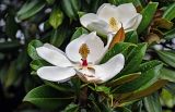 Magnolia grandiflora. Цветок и листья. Китай, провинция Хунань, гора Тяньмэнь, в культуре. 09.06.2024.