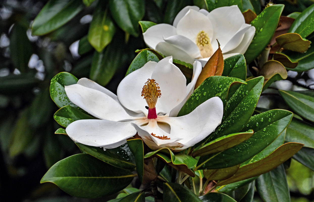 Image of Magnolia grandiflora specimen.