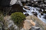 Rhodiola gelida