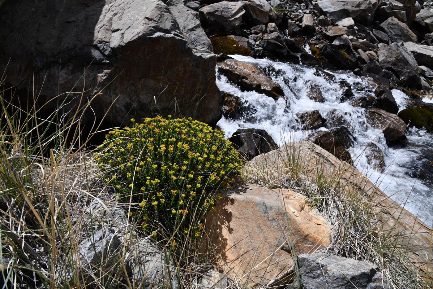 Изображение особи Rhodiola gelida.