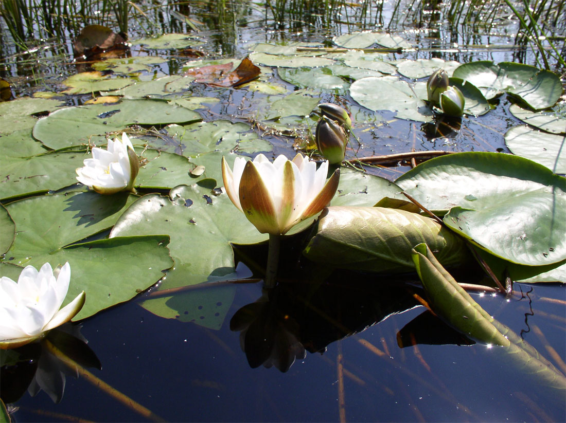 Image of Nymphaea × borealis specimen.