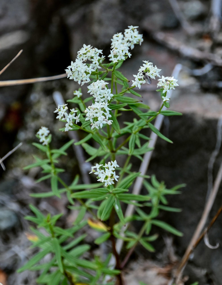 Изображение особи Galium boreale.