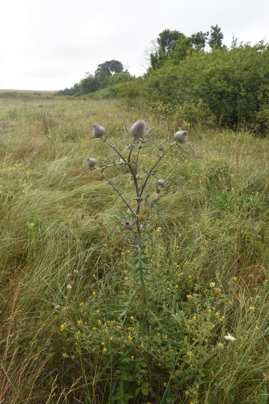 Изображение особи Cirsium polonicum.