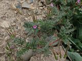 Erodium cicutarium