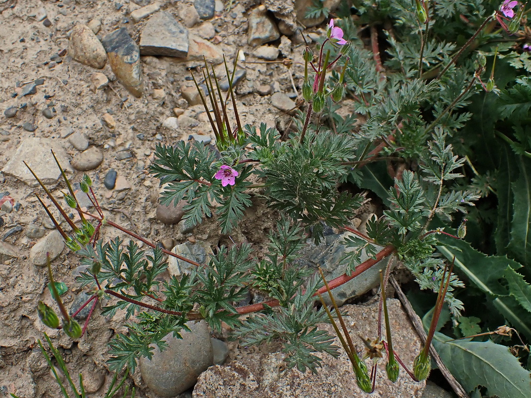 Изображение особи Erodium cicutarium.