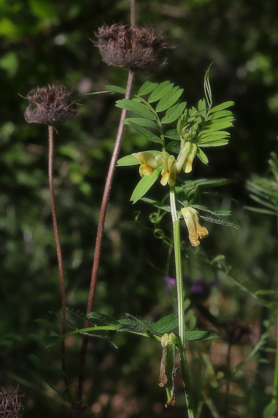 Image of Vicia ciliatula specimen.