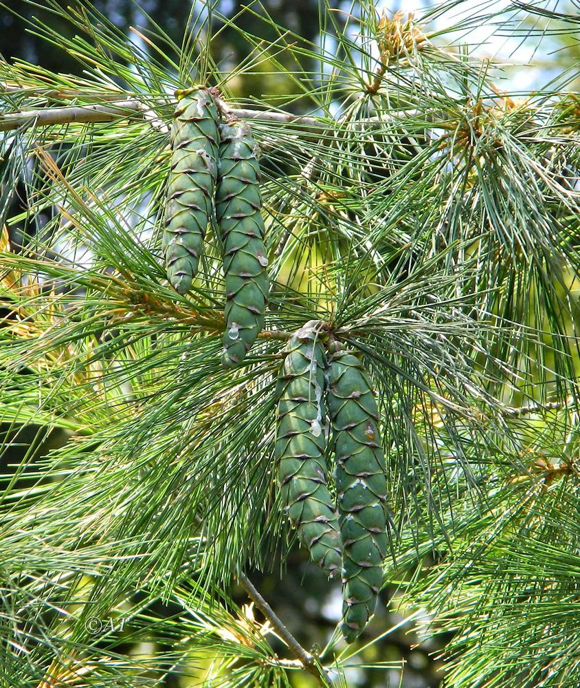 Изображение особи Pinus strobus.