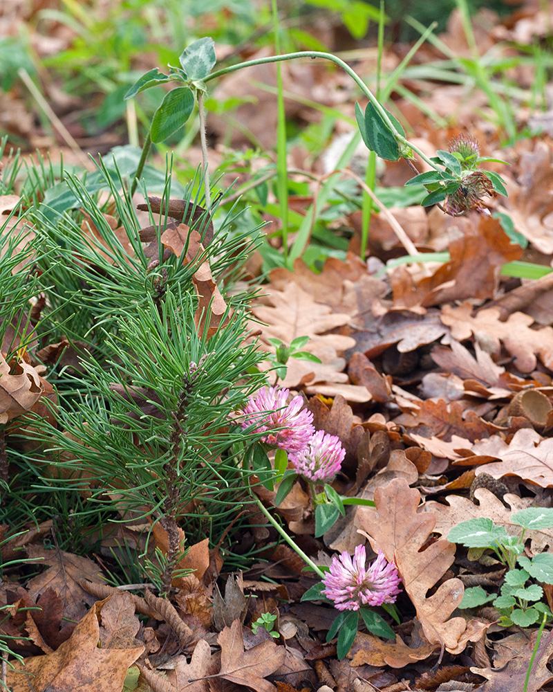 Image of Trifolium ambiguum specimen.