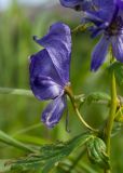 Aconitum fischeri. Нижний цветок в соцветии. Камчатский край, Елизовский р-н, берег оз. Тахколоч, луг. 04.08.2024.