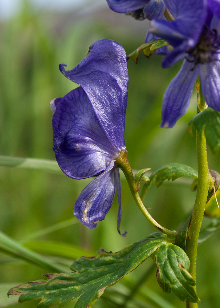 Изображение особи Aconitum fischeri.