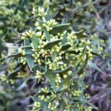 Colletia paradoxa. Верхушка побега с бутонами. Испания, Мадрид, Королевский ботанический сад. Октябрь.