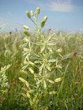 Ornithogalum pyrenaicum. Соцветие. Украина, Херсонская обл., Генический р-н, Арабатская стрелка, южн. окр. с. Счастливцево, песчаная степь. 15.05.2010.