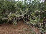 Pyrus elaeagrifolia. Поросшая лишайником плодоносящая ветвь повреждённого дерева. Крым, Южный Берег, окр. пос. Лесной, дубовое редколесье на косогоре. 26.05.2024.