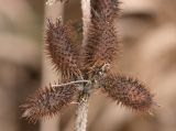 Xanthium orientale