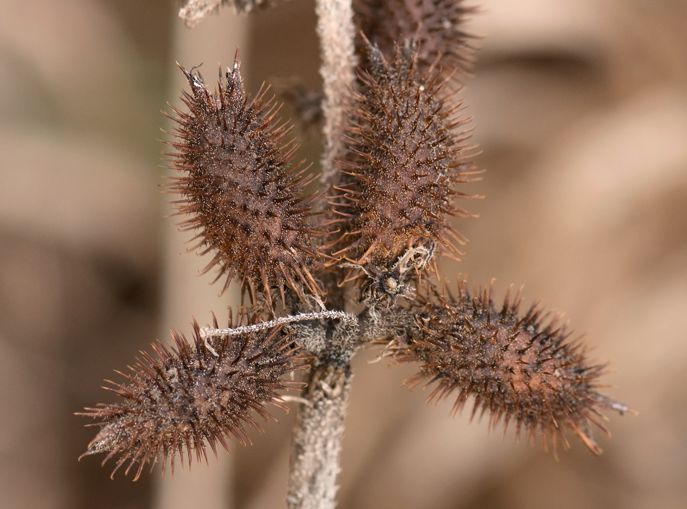 Изображение особи Xanthium orientale.