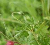 Geranium sanguineum. Верхушка бутонизирующего побега. Чечня, Шаройский р-н, с. Хакмадой, выс. 1580 м н.у.м., луг. 30 июня 2024 г.