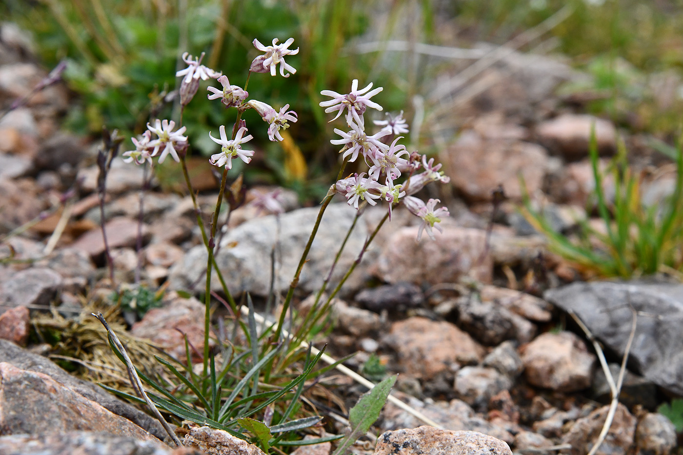 Изображение особи Silene graminifolia.