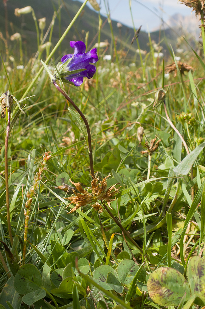 Image of Campanula ciliata specimen.