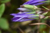 genus Campanula. Распускающийся цветок. Чечня, Шаройский р-н, с. Хакмадой, выс. ок. 1650 м н.у.м., луг в 200 м от минерального источника. 2 июля 2024 г.