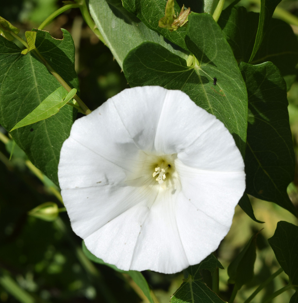 Image of Calystegia sepium specimen.