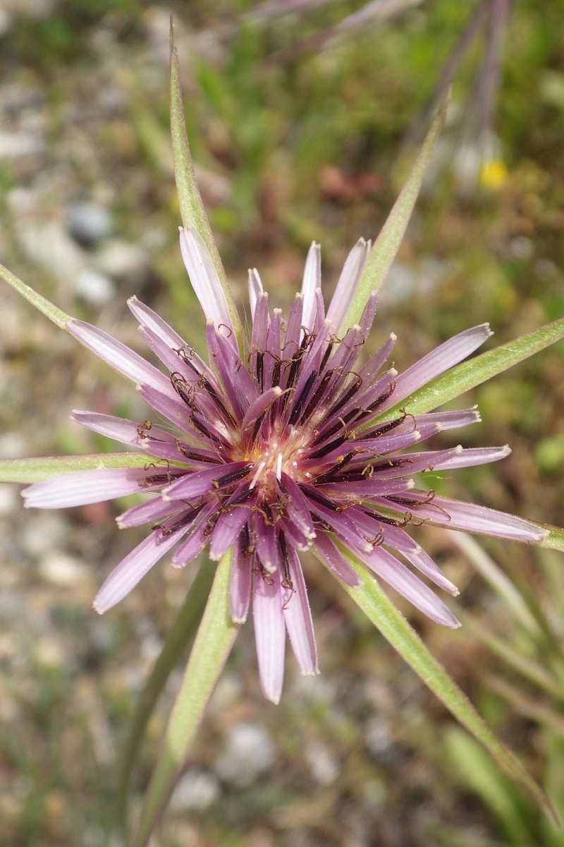 Image of Tragopogon porrifolius specimen.