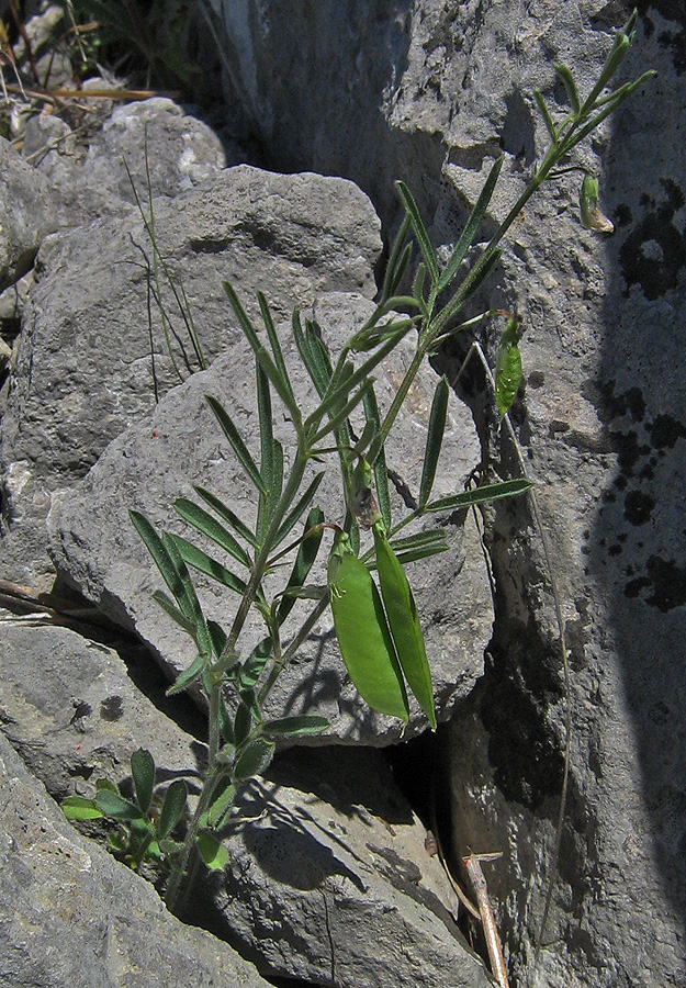 Изображение особи Lathyrus saxatilis.