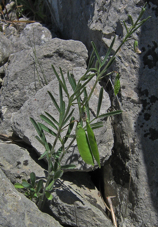 Image of Lathyrus saxatilis specimen.