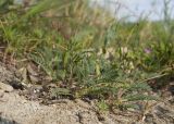 Смотреть изображение Astragalus resupinatus