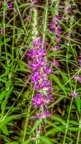 Смотреть изображение Lythrum salicaria