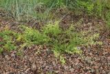 View full-size image Galium × pomeranicum
