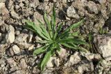 View full-size image Echium vulgare
