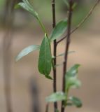 View full-size image genus Salix