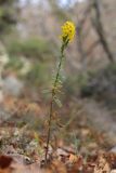 View full-size image Solidago virgaurea subspecies jailarum