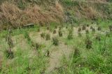 View full-size image Oryza sativa