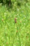 View full-size image Plantago lanceolata