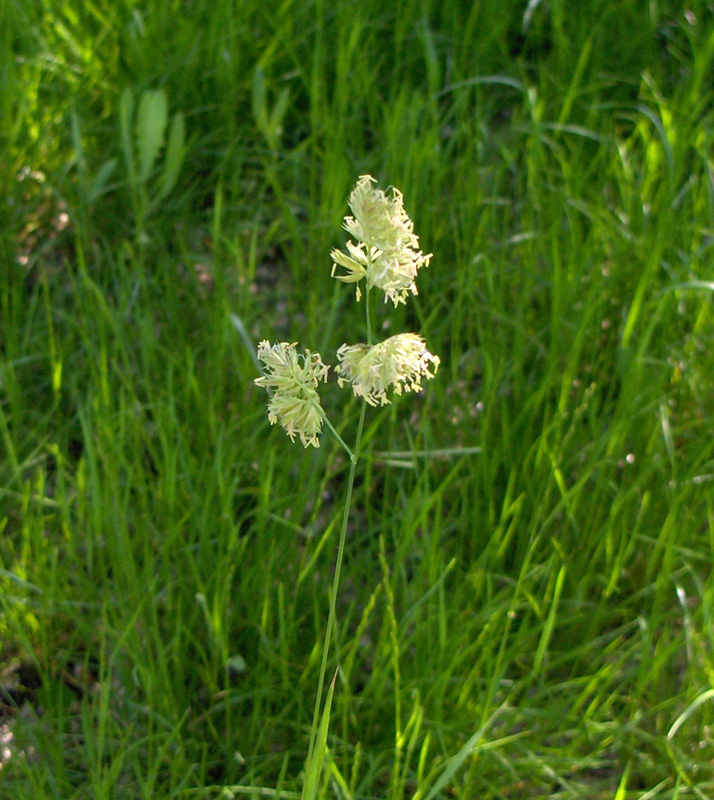 Изображение особи Dactylis glomerata.