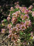 Trifolium grandiflorum. Цветущие растения. Южный Берег Крыма, г. Аюдаг. 27 мая 2011 г.