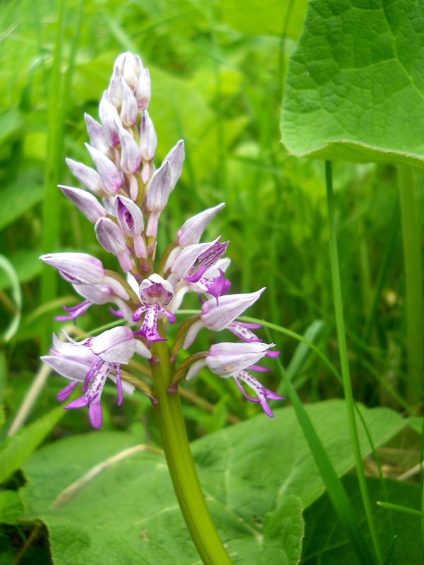 Image of Orchis militaris specimen.