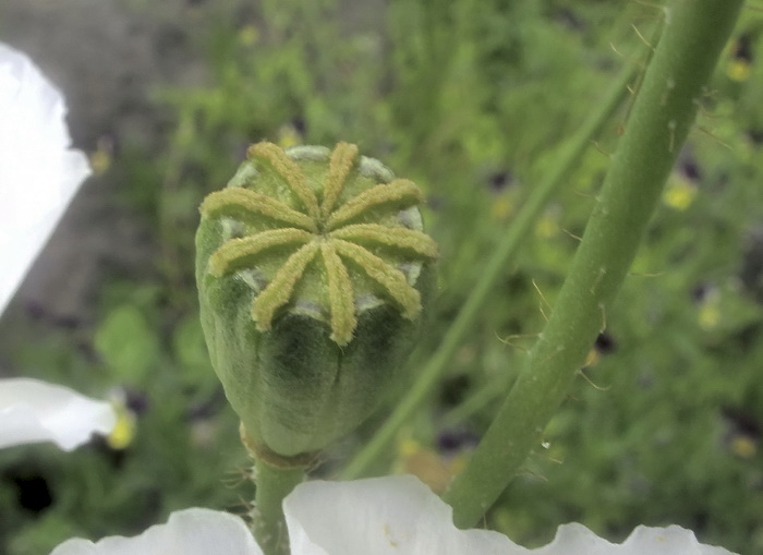 Image of Papaver amurense specimen.