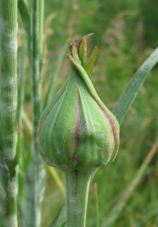 Image of Tragopogon pratensis specimen.