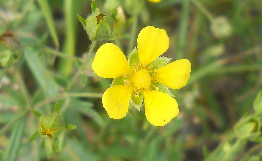 Image of Potentilla approximata specimen.