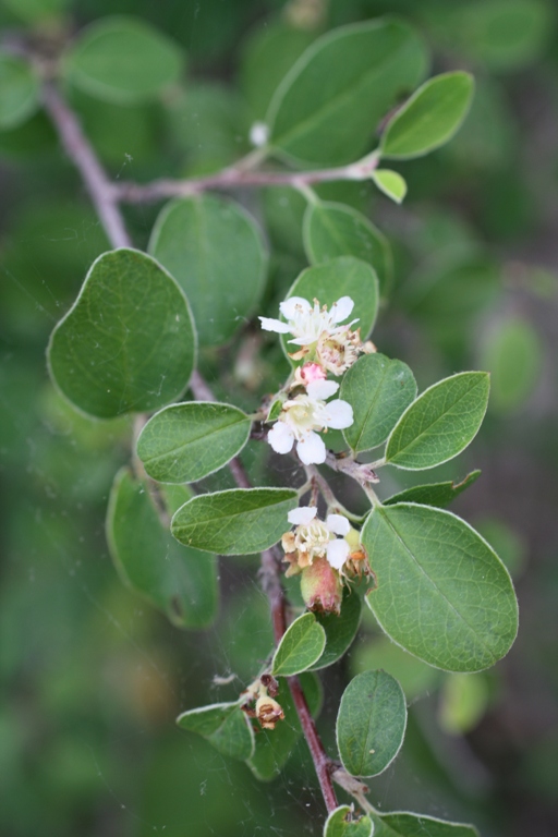 Image of Cotoneaster suavis specimen.