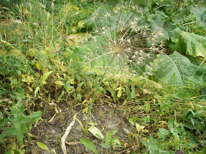 Image of Allium cristophii specimen.