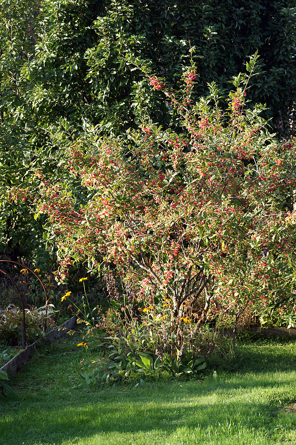 Изображение особи Euonymus europaeus.