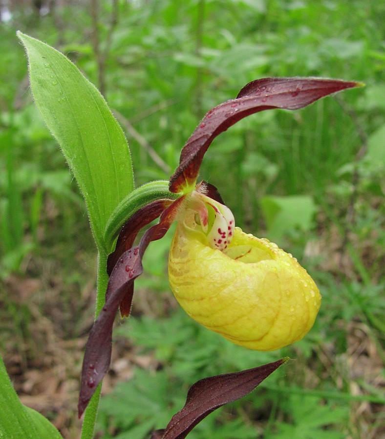 Image of Cypripedium calceolus specimen.