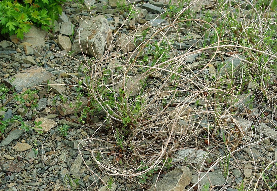 Изображение особи Meristotropis triphylla.