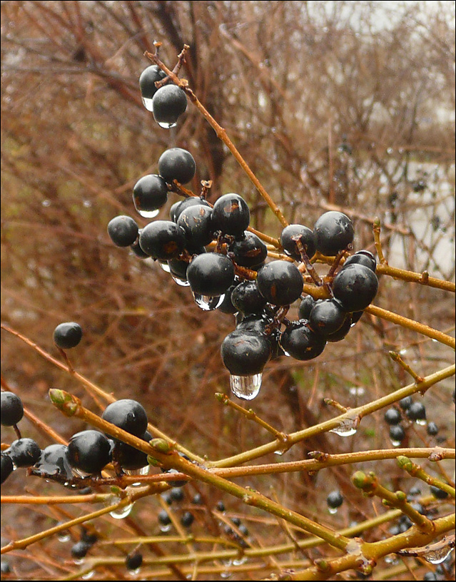 Image of Ligustrum vulgare specimen.