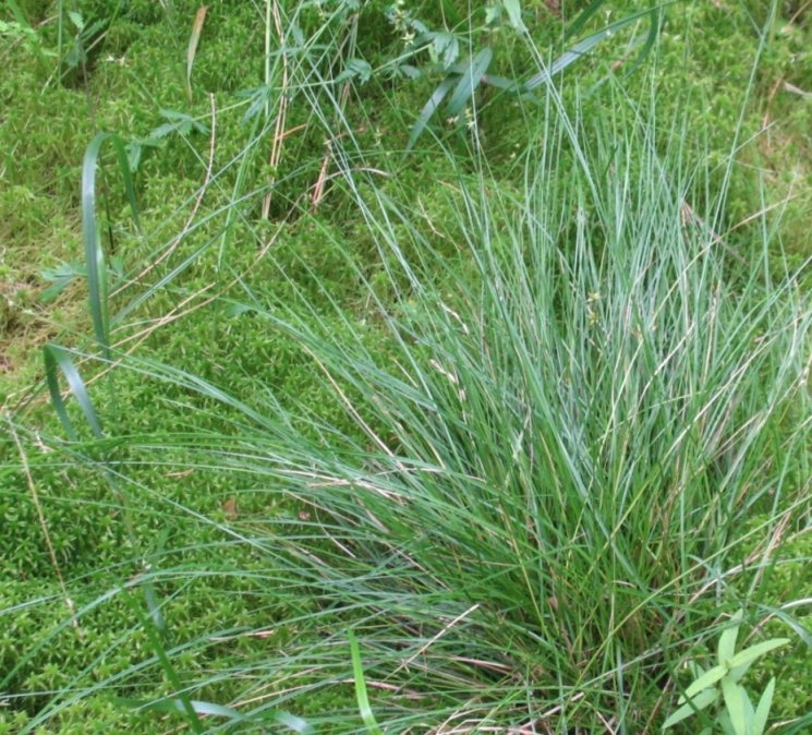 Изображение особи Carex echinata.